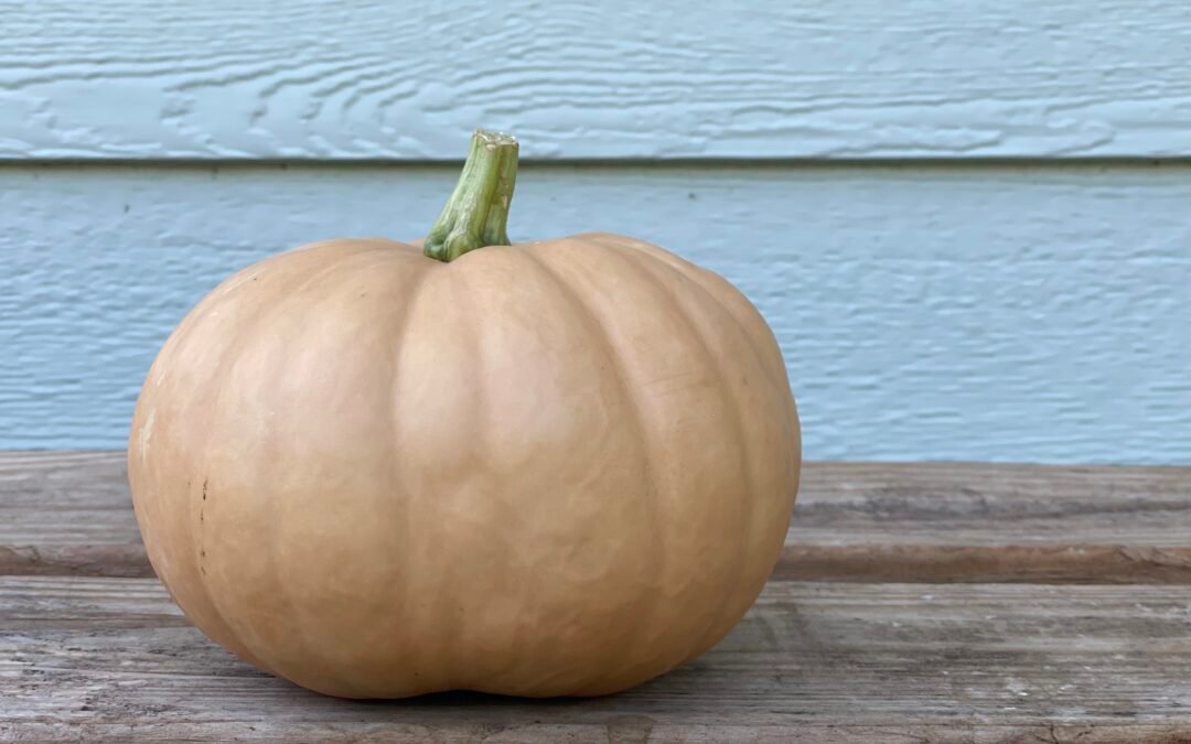 What Could I Plant in August for a Florida Vegetable Garden
